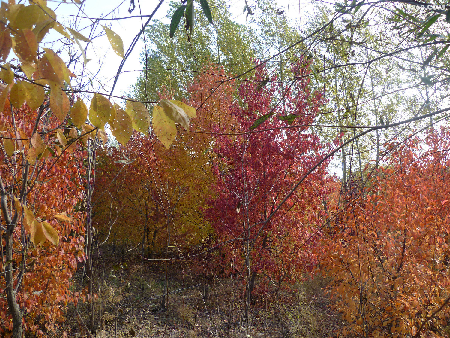 P1020712.JPG