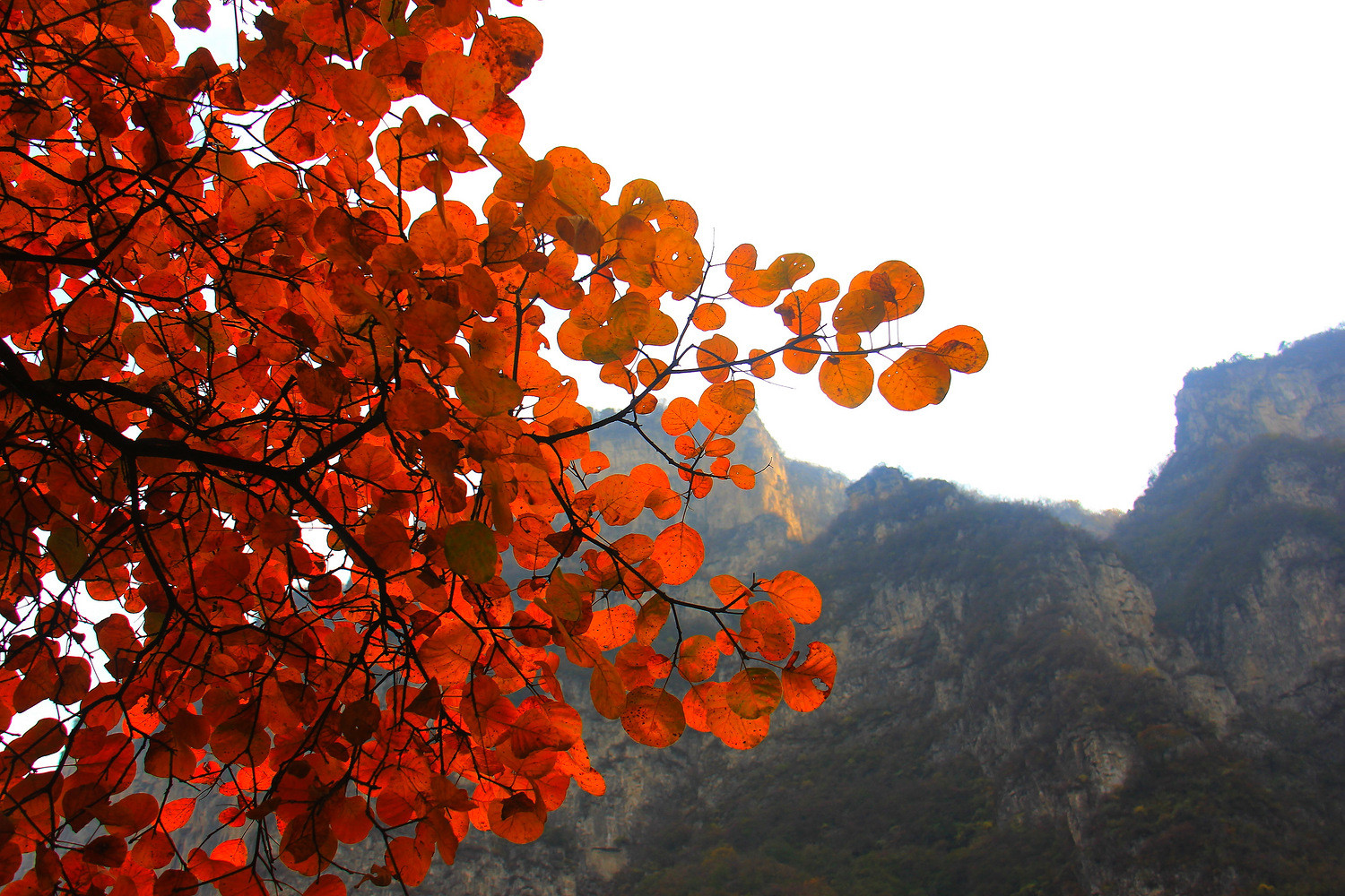 红叶浸染太行山