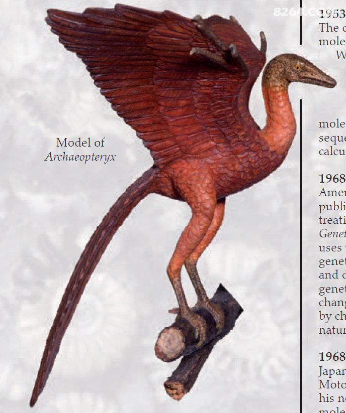 这就是始祖鸟的真实复原图祝大家2016年快乐