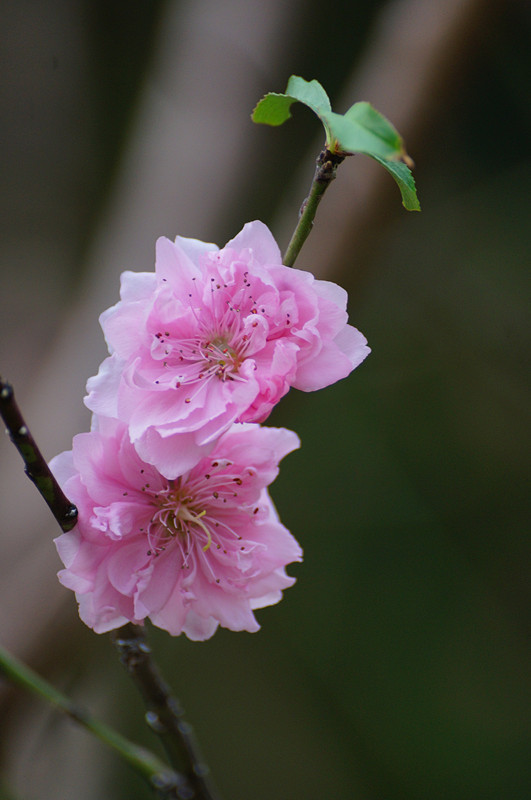 桃花…… - 第1页 - 户外资料 - 8264.com