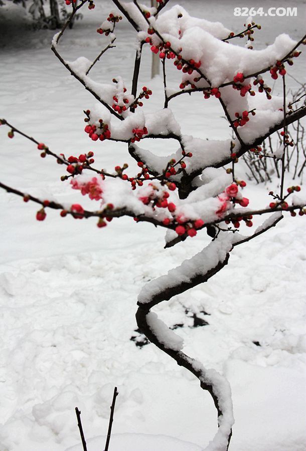 雪花飘落在梅花上