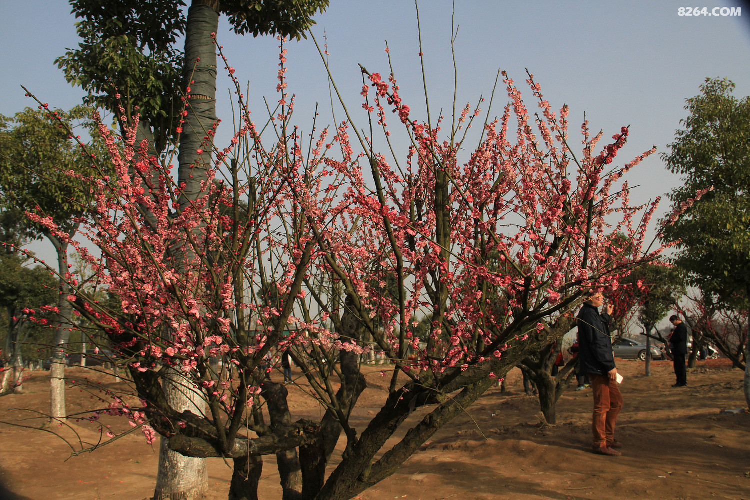 观黄梅蔡山梅花怒放的晋梅