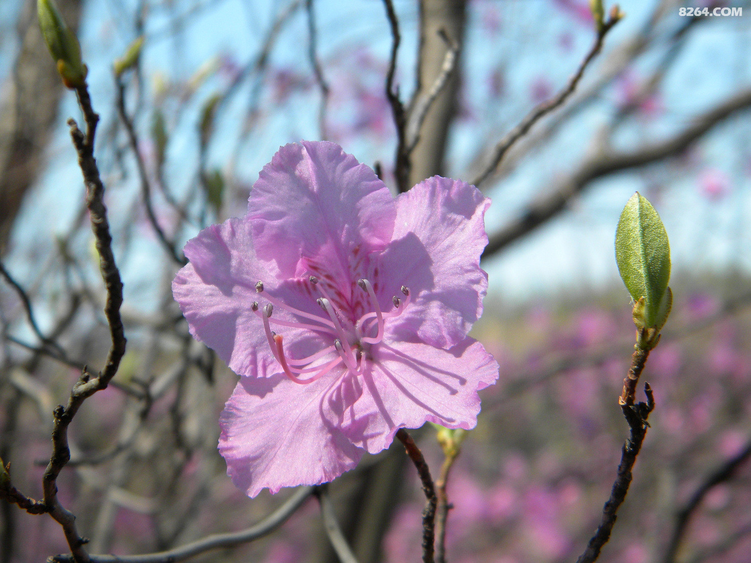 驴行天下之环穿本溪冰沟杜鹃走廊