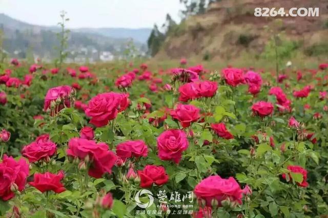姚安四月天玫瑰花正艳a.jpg