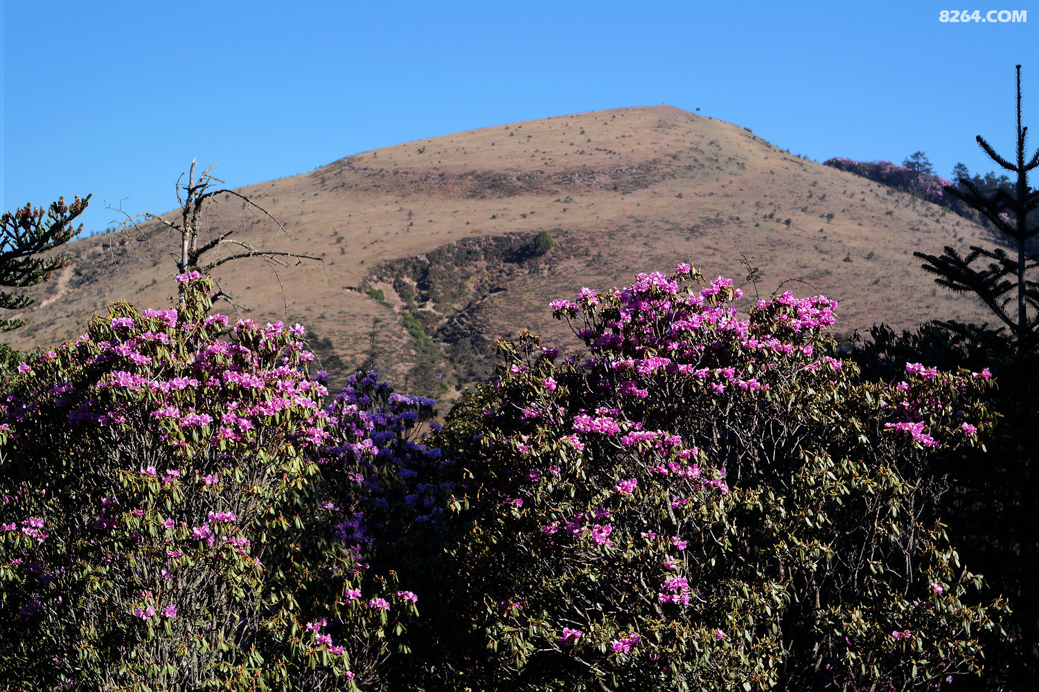 再登帽台山,江上如此多娇--记2016年五一节云南大姚百草岭露营