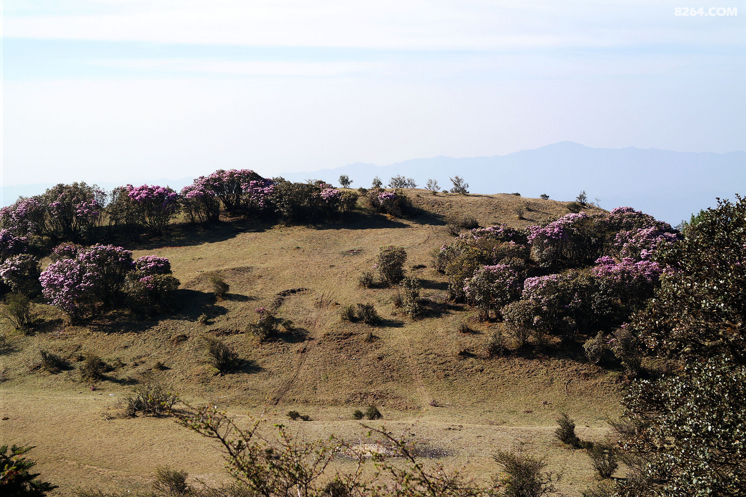 再登帽台山,江上如此多娇--记2016年五一节云南大姚百草岭露营