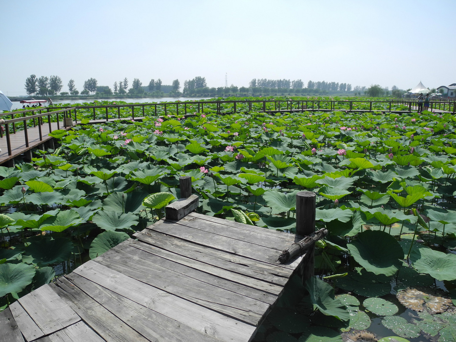 2016年8月30日白洋淀鸳鸯岛青春有约