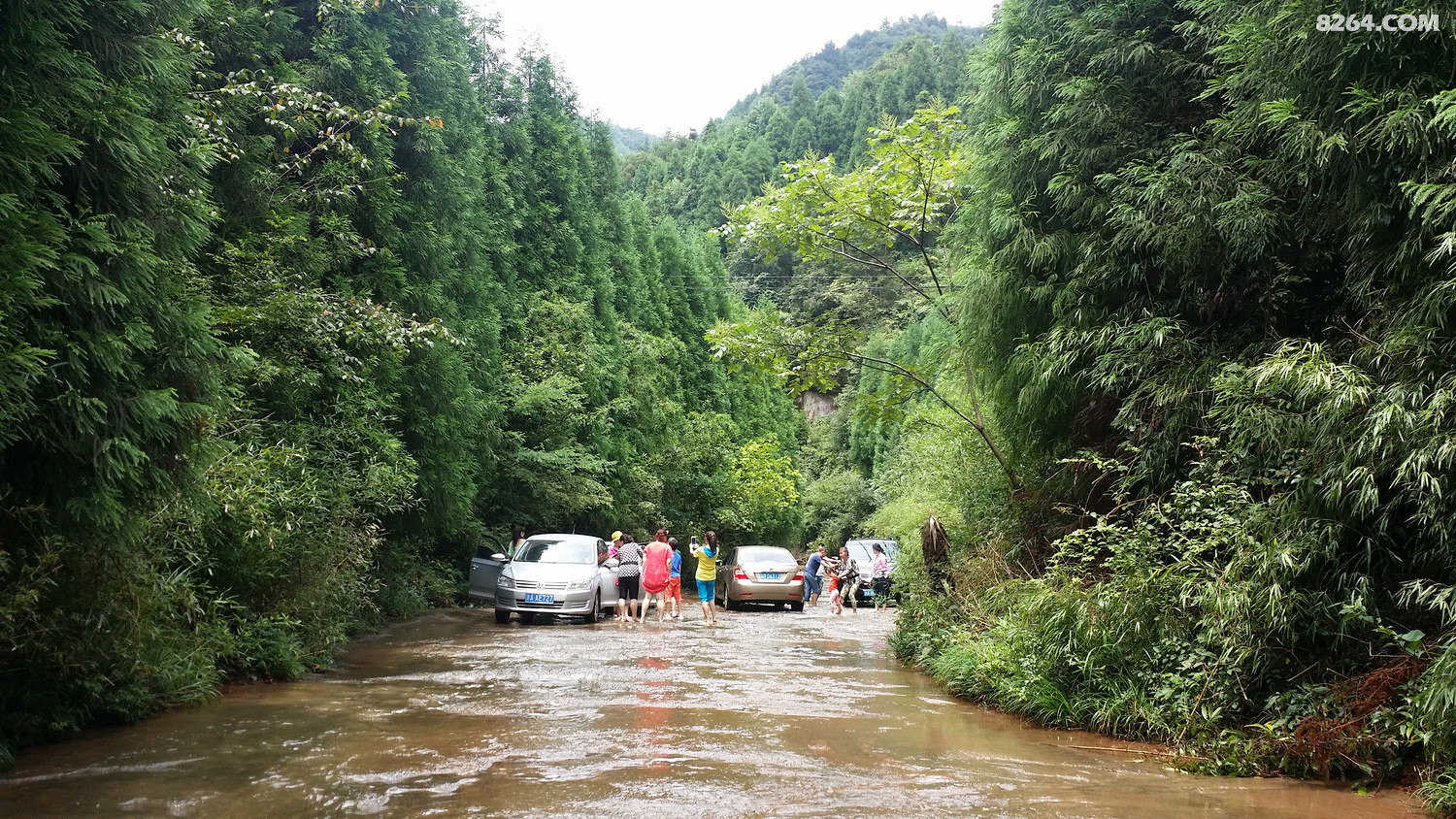 2016年夏游贵州习水飞鸽林场