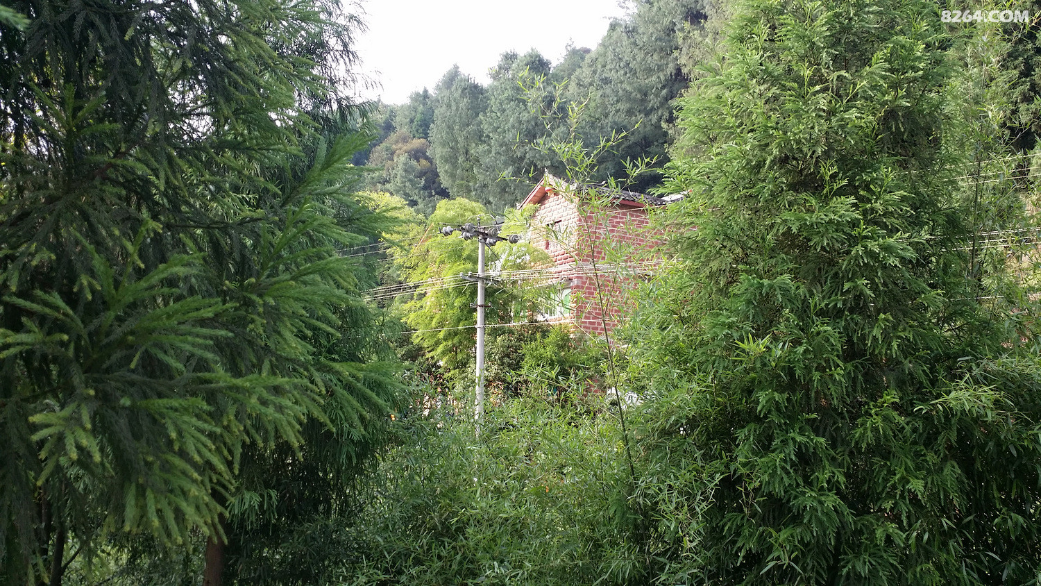 2016年夏游贵州习水飞鸽林场