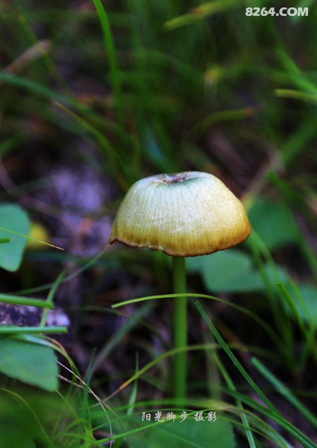 贺兰山蘑菇 - 第1页 - 宁夏 - 8264户外