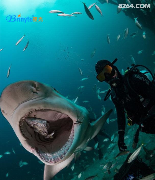 brinyte潜水:潜水员们可以为海洋做的十件事