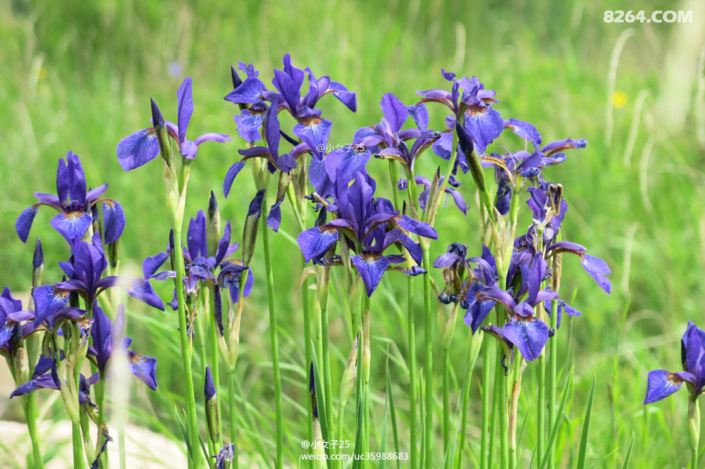 北陵鸢尾14_副本.jpg