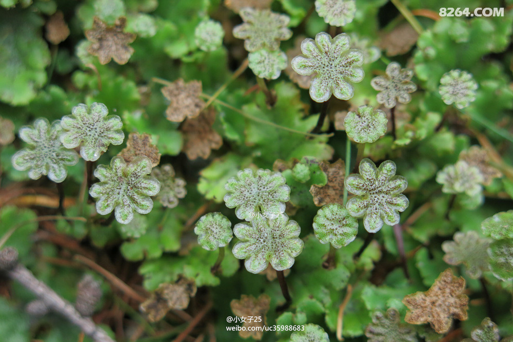 8264小金驴年度热帖小女子单车骑行中国大东北自然之旅