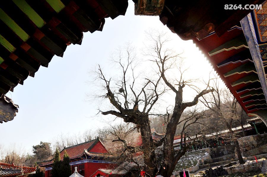 封龙山上白草寺隋槐千年仍葱郁