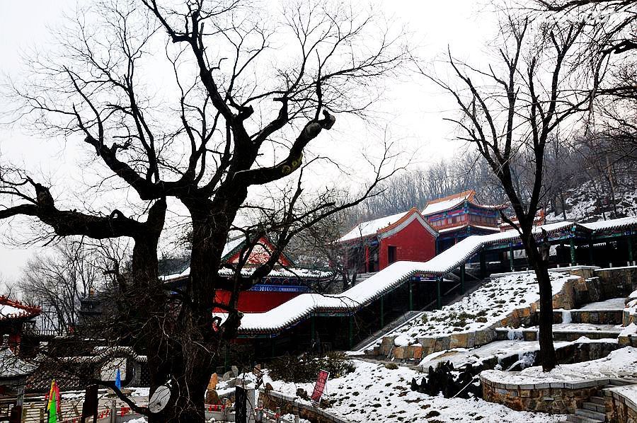 封龙山上白草寺隋槐千年仍葱郁