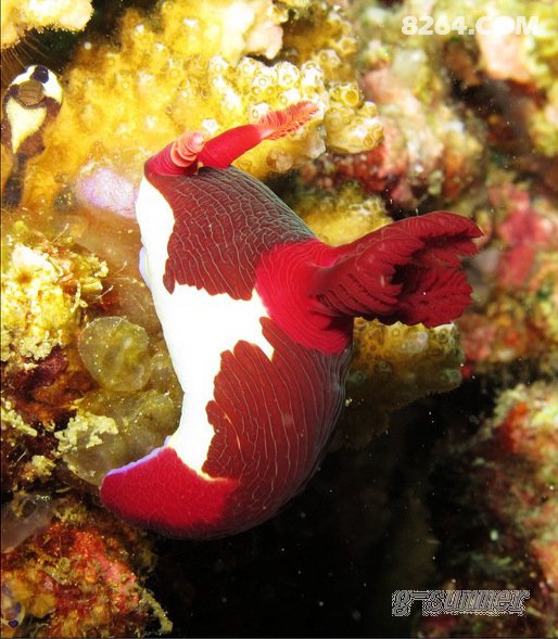 最爱海兔海兔篇