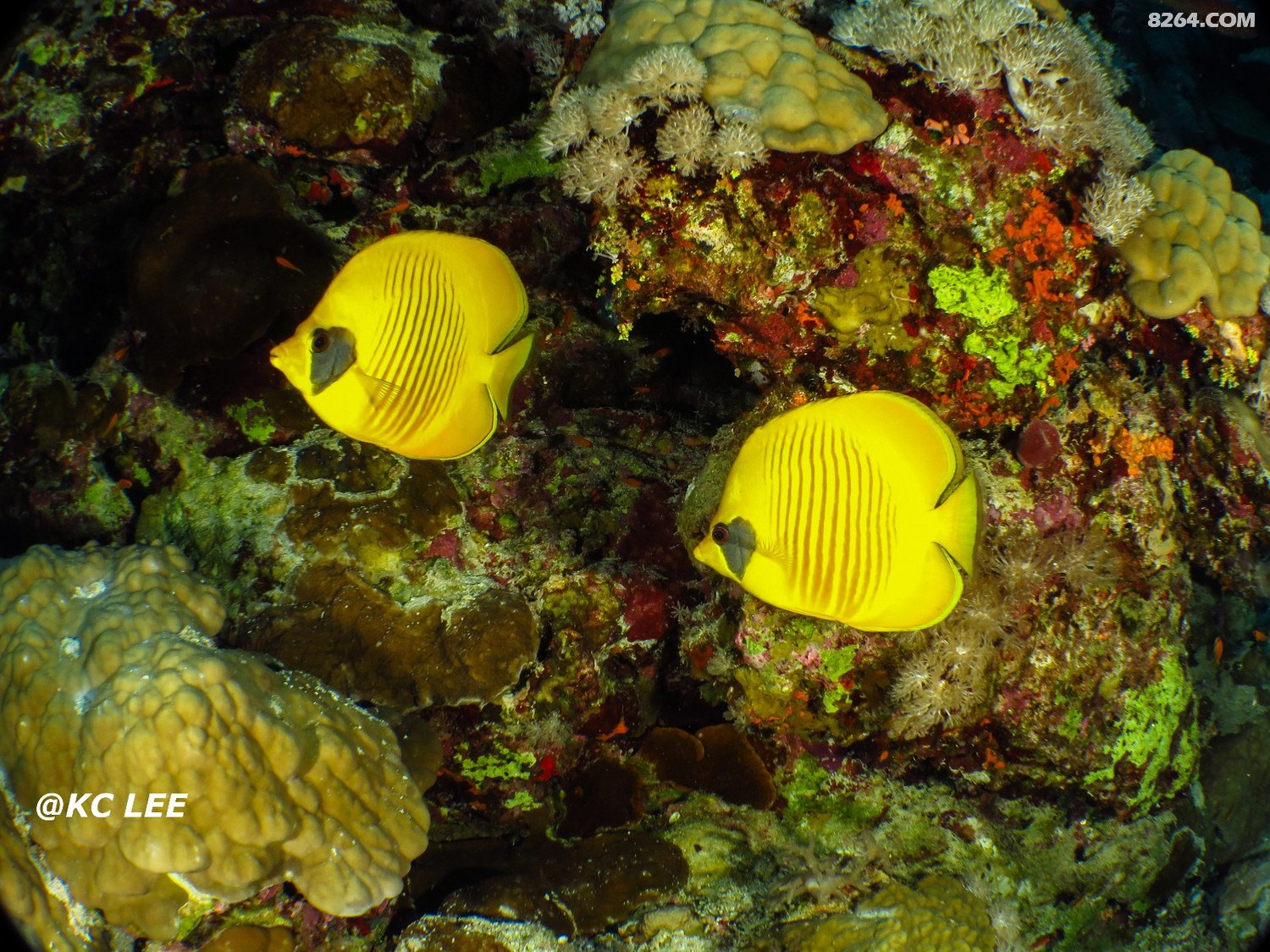 yellow coral fish.jpg