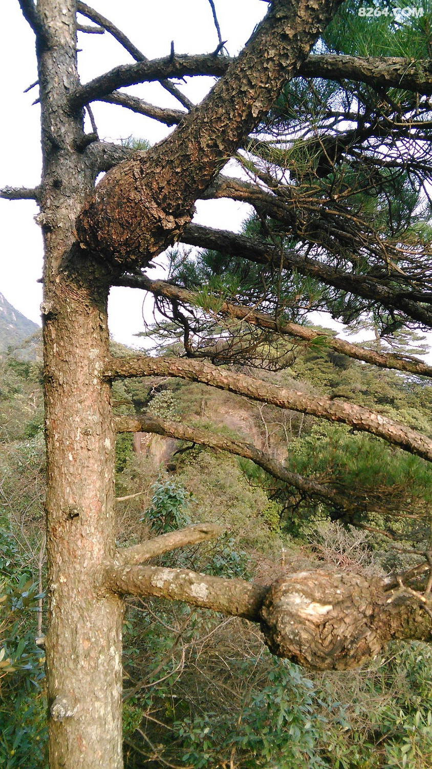 长瘤的松树.jpg