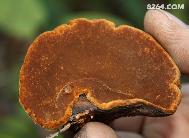 朝鲜神奇的名贵中药材朝鲜野生桑树桑黄