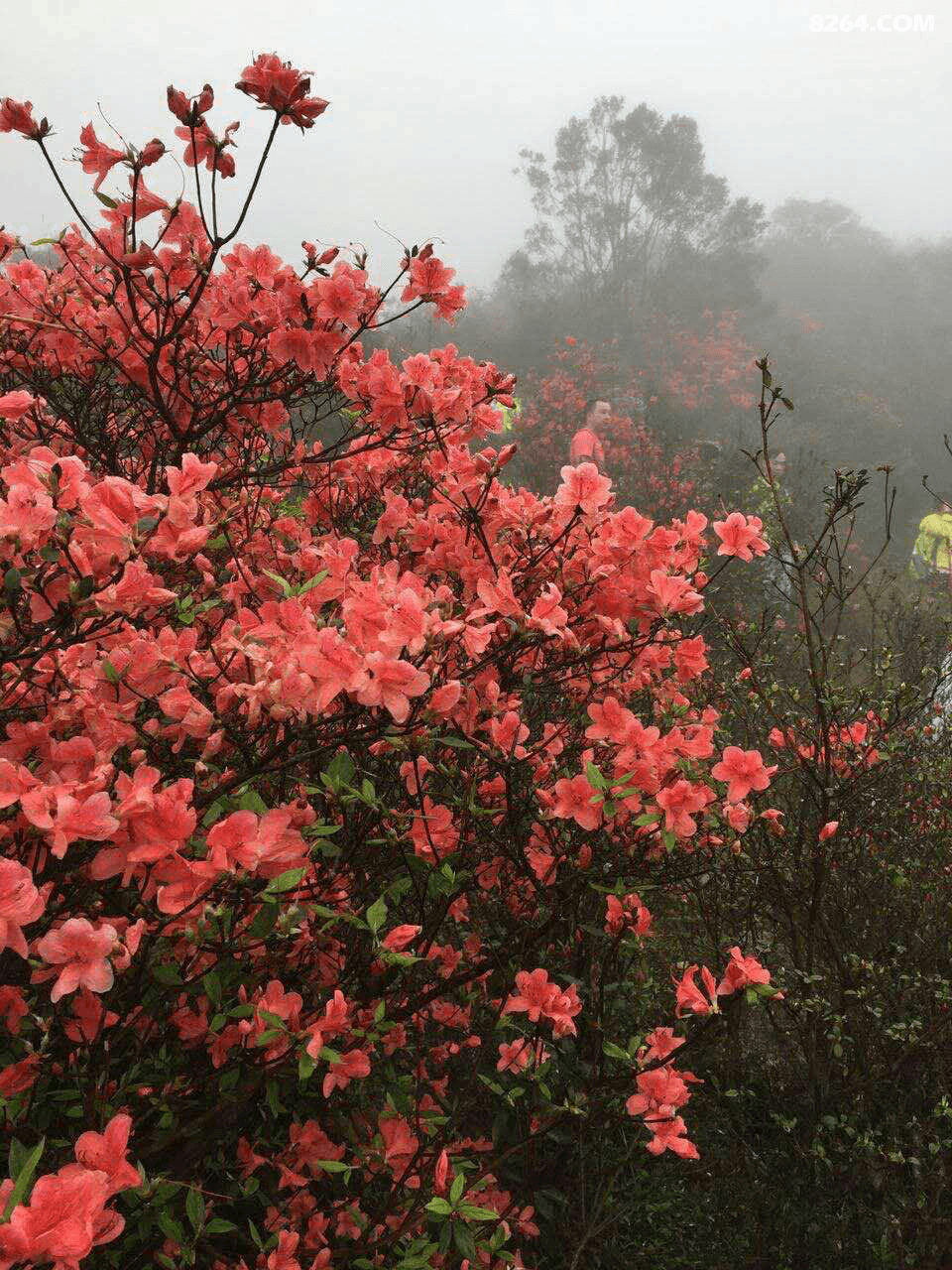 清明小长假 天露山上赏高山杜鹃,漫步山野观露头美景,二天一夜穿越