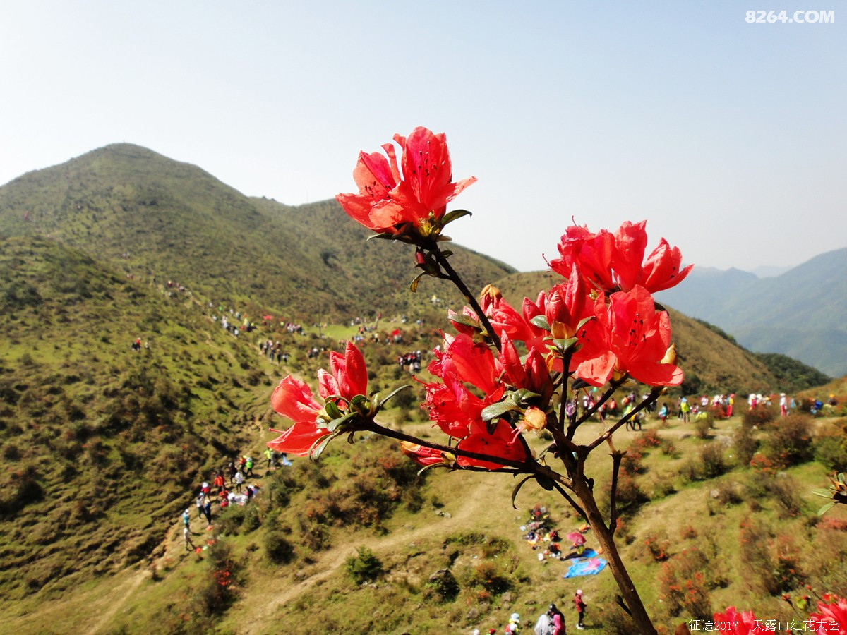 2017新兴天露山红花大会现场直击速递