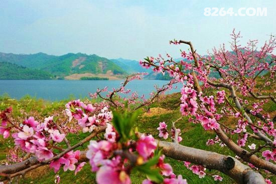 桃花,品味特色的河口鱼宴,感受一下江水大锅炖鱼的乡野美味,饕餮山水