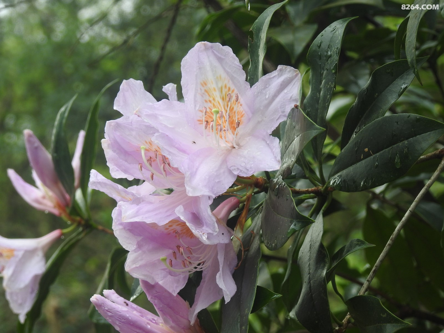 DSCN4069.JPG