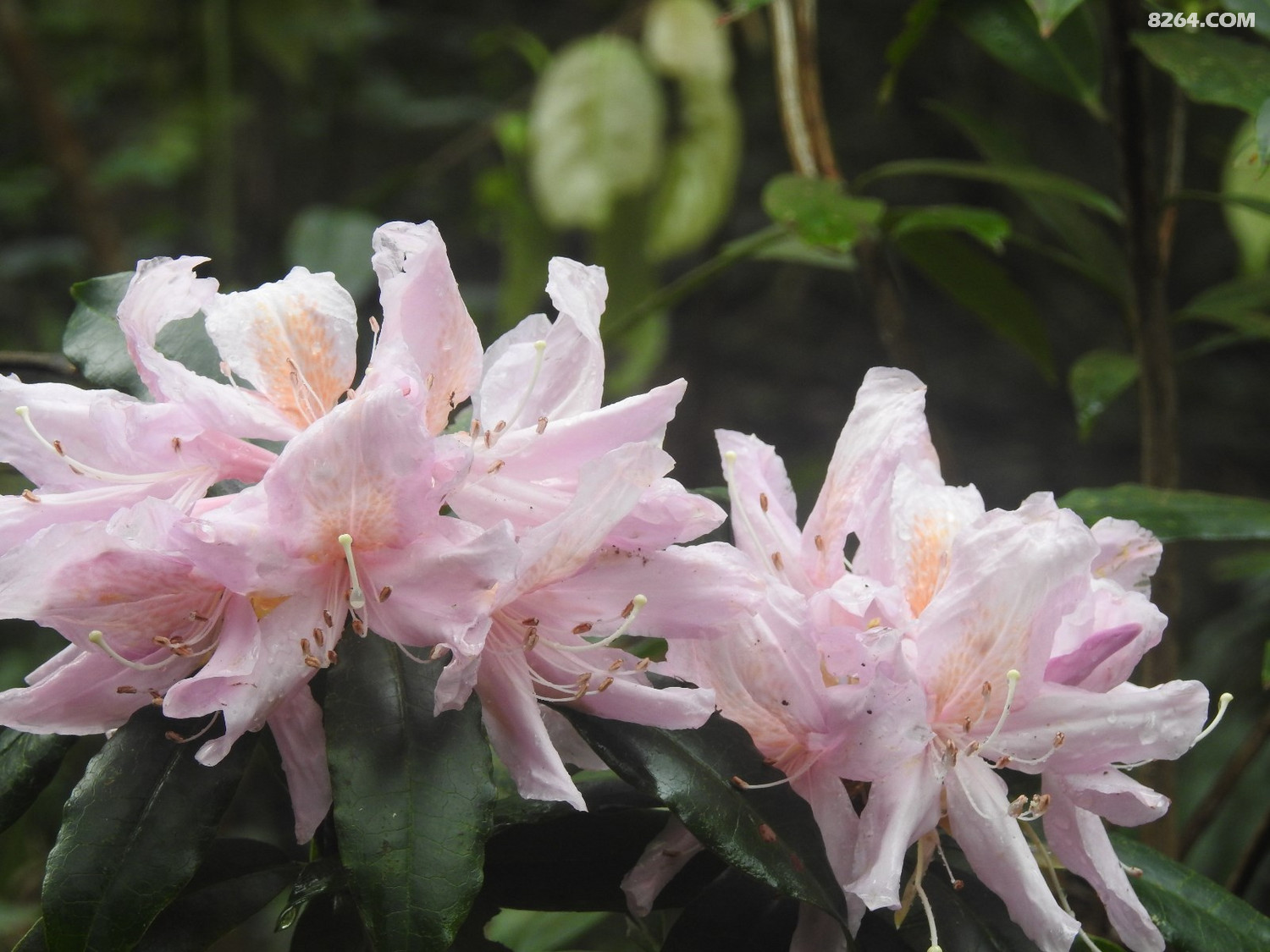 DSCN4081.JPG