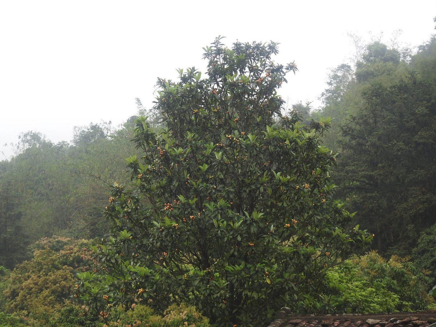 DSCN4020.JPG