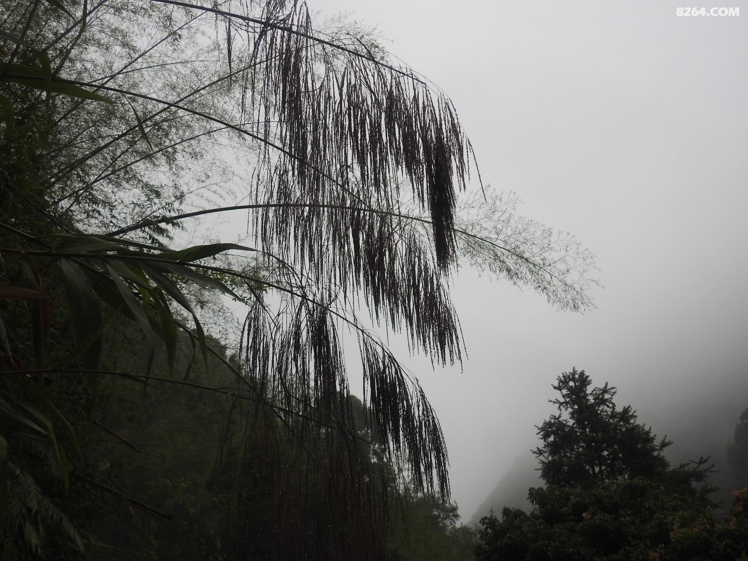 DSCN4031.JPG