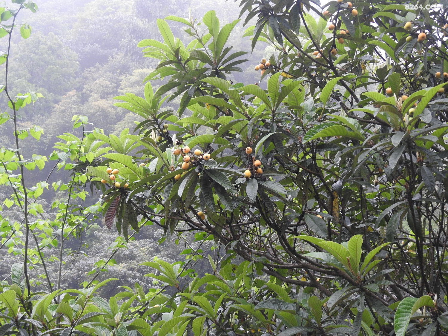 DSCN4037.JPG