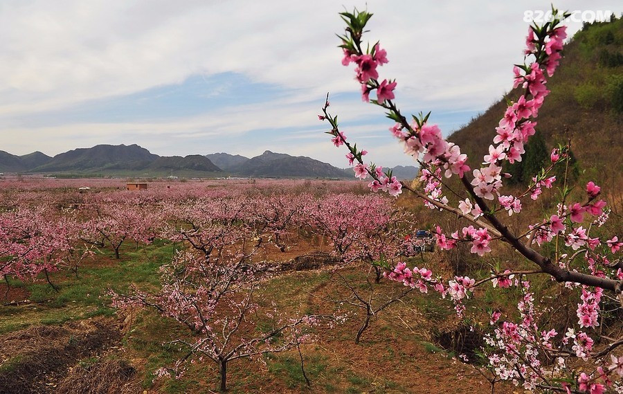 4.23号 平谷桃花海 桃花十里 不如一路有你 许愿三生三世