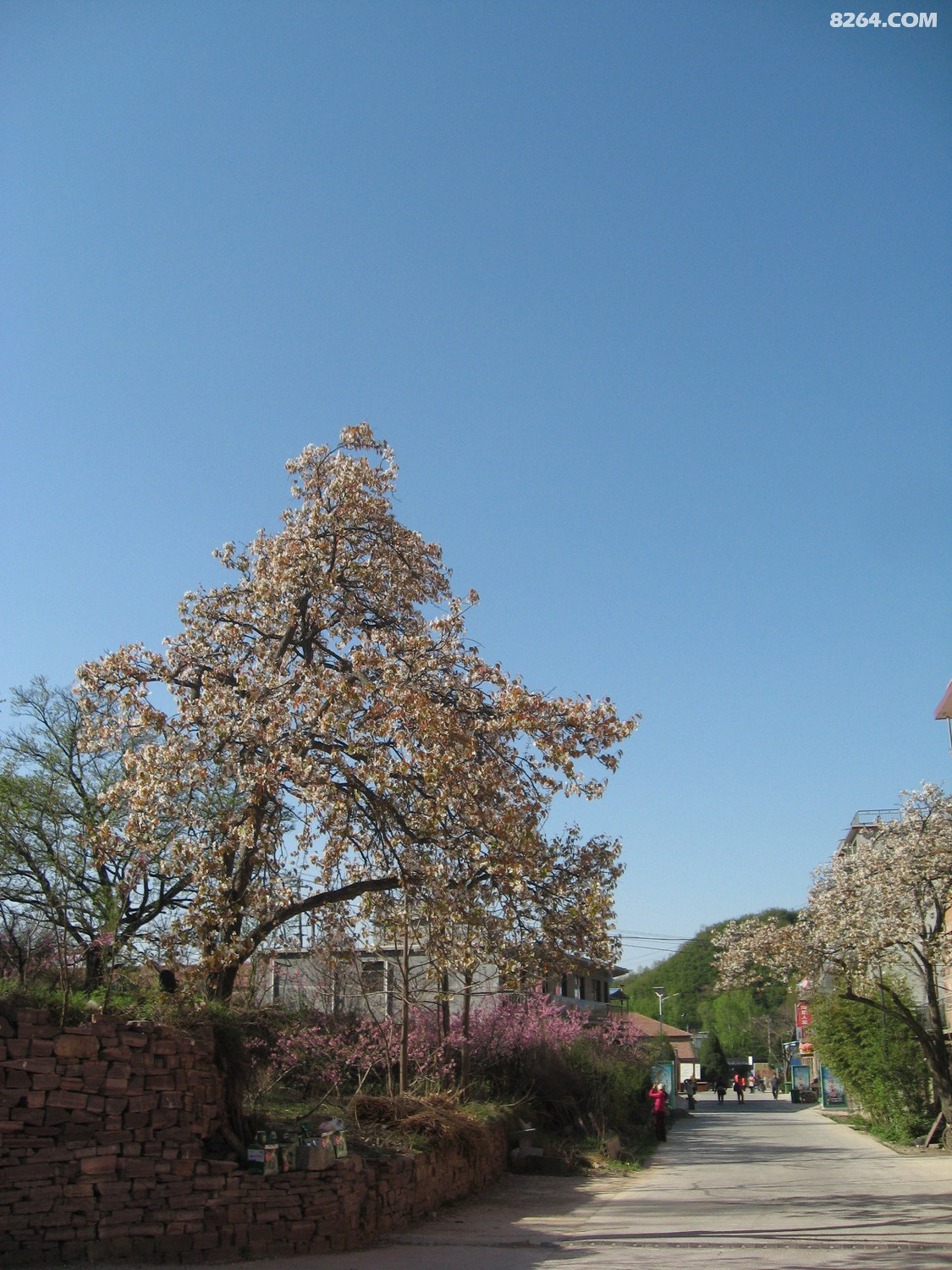 IMG_6338.JPG