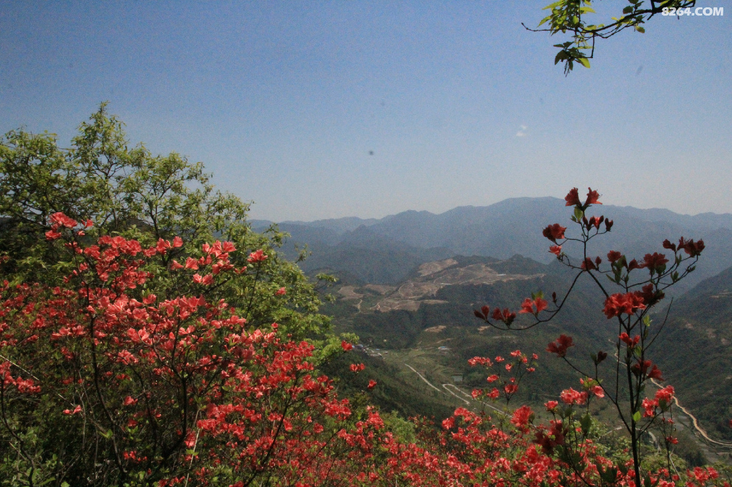 缙云石笕乡大猫山界牌山赏杜鹃花