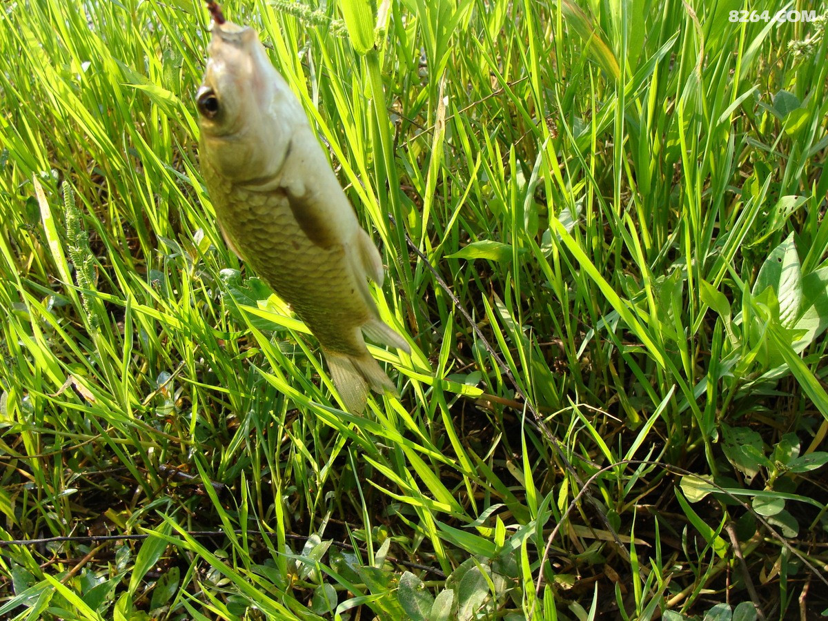 五月野钓闪金泛黄的草鲫