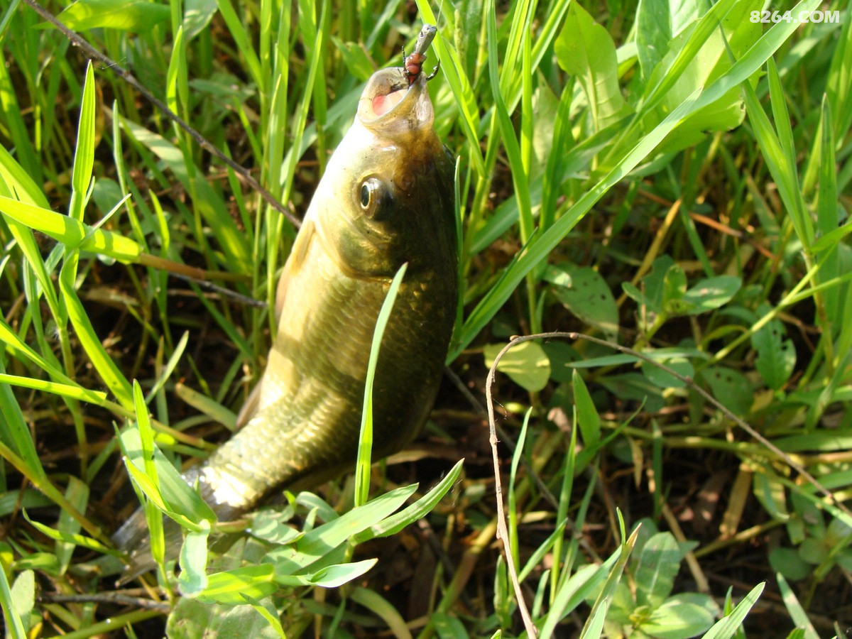 五月野钓闪金泛黄的草鲫