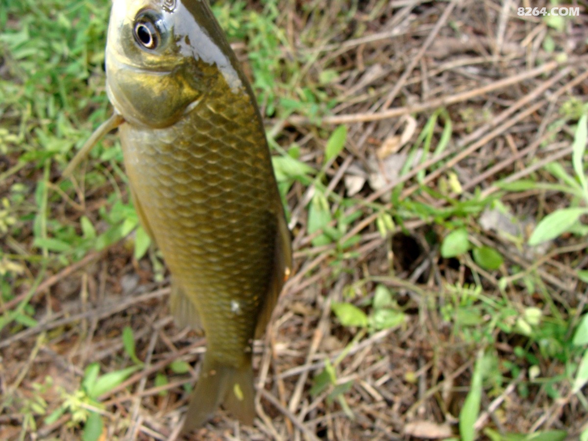 五月野钓闪金泛黄的草鲫