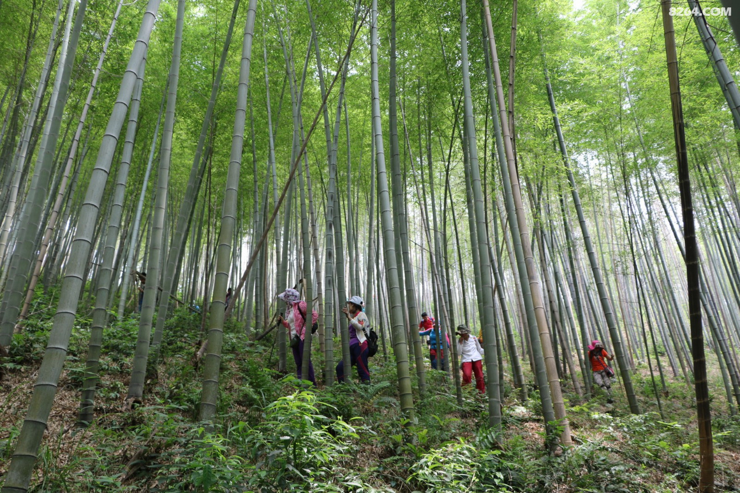 正反穿越溧阳松岭古道