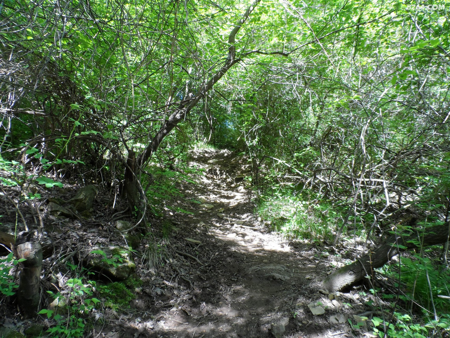 SAM_0037.JPG