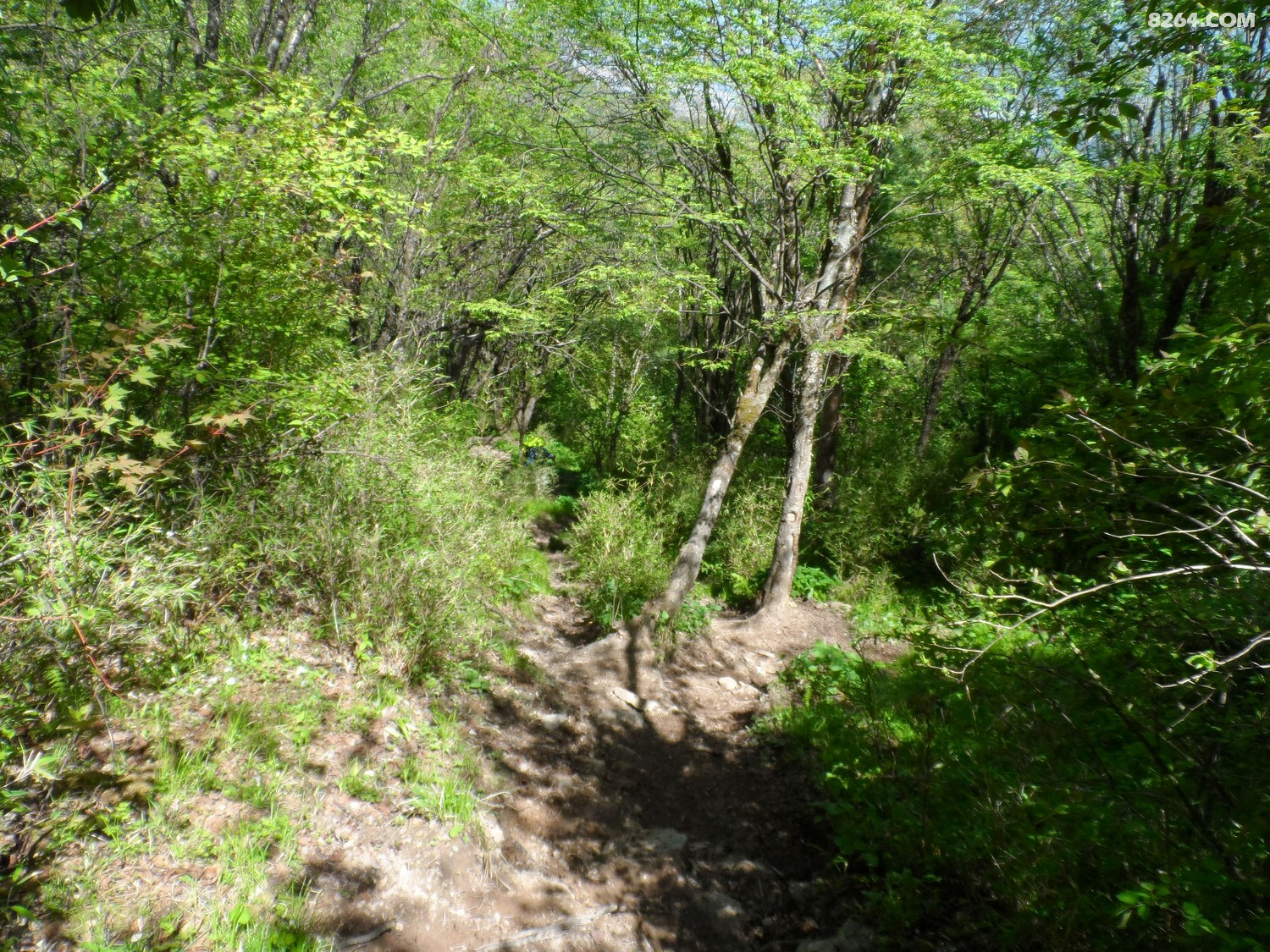 SAM_0042.JPG