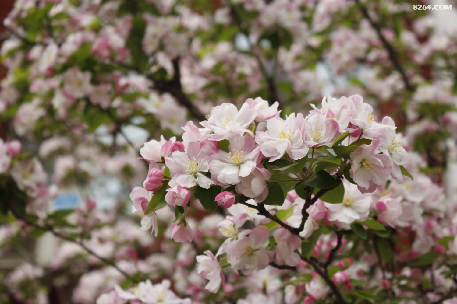 补一些四月份的海棠花