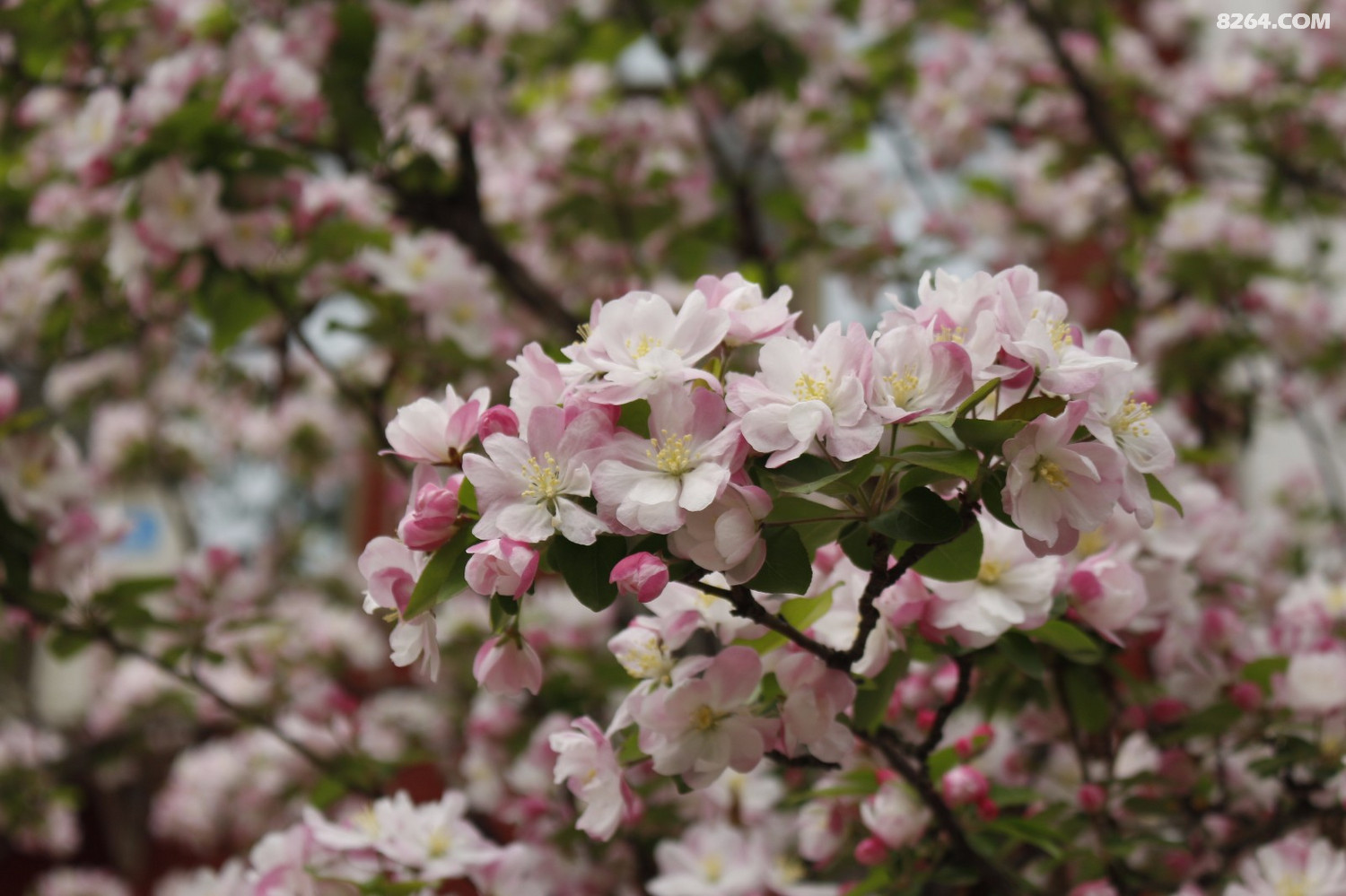 补一些四月份的海棠花