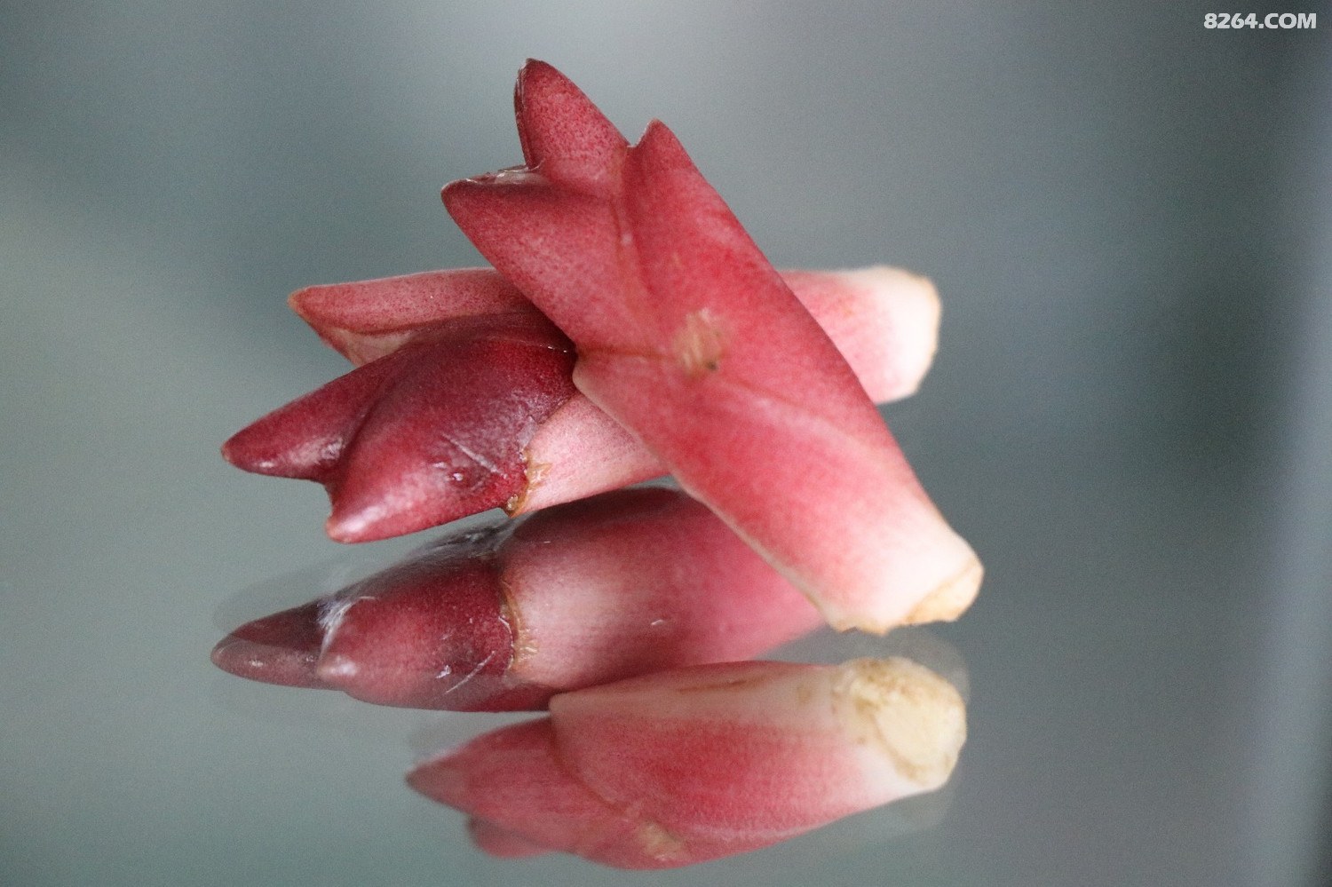 丹水农夫探寻土家山寨山野美食——阳荷