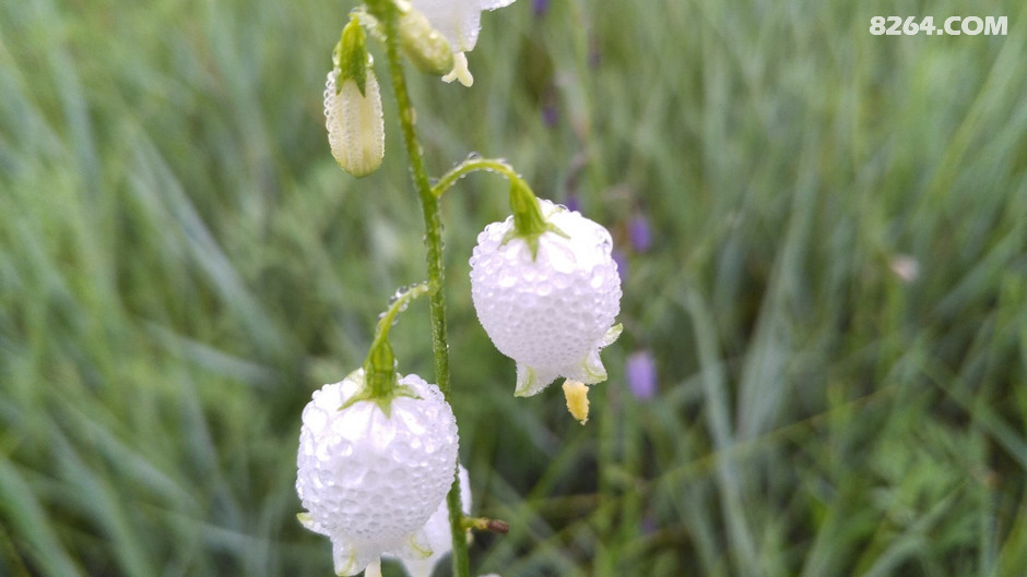 白色的小灯笼花
