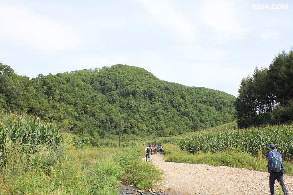 抚顺后安镇八盘炉村爬山采软枣子
