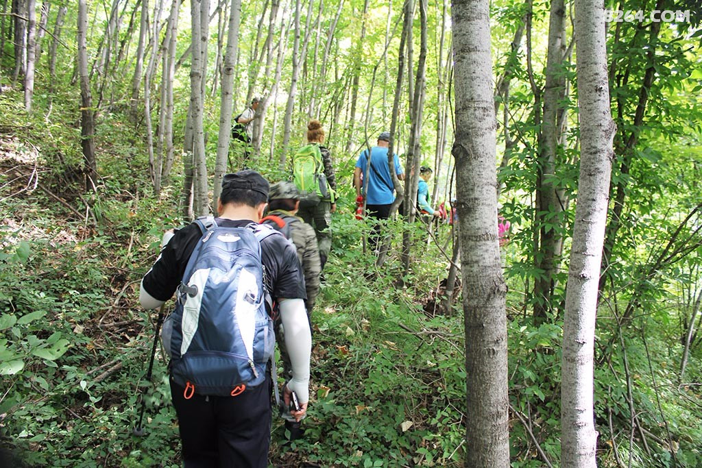 抚顺后安镇八盘炉村爬山采软枣子