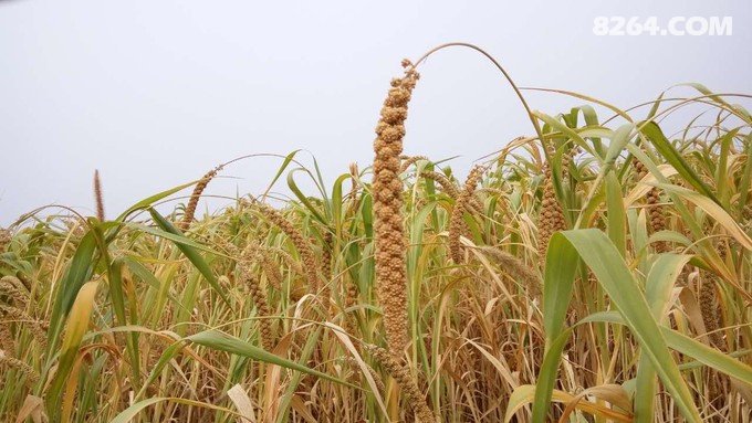 就没有买,只是在路边能看到很多小米田,都是硕果累累的样子呢