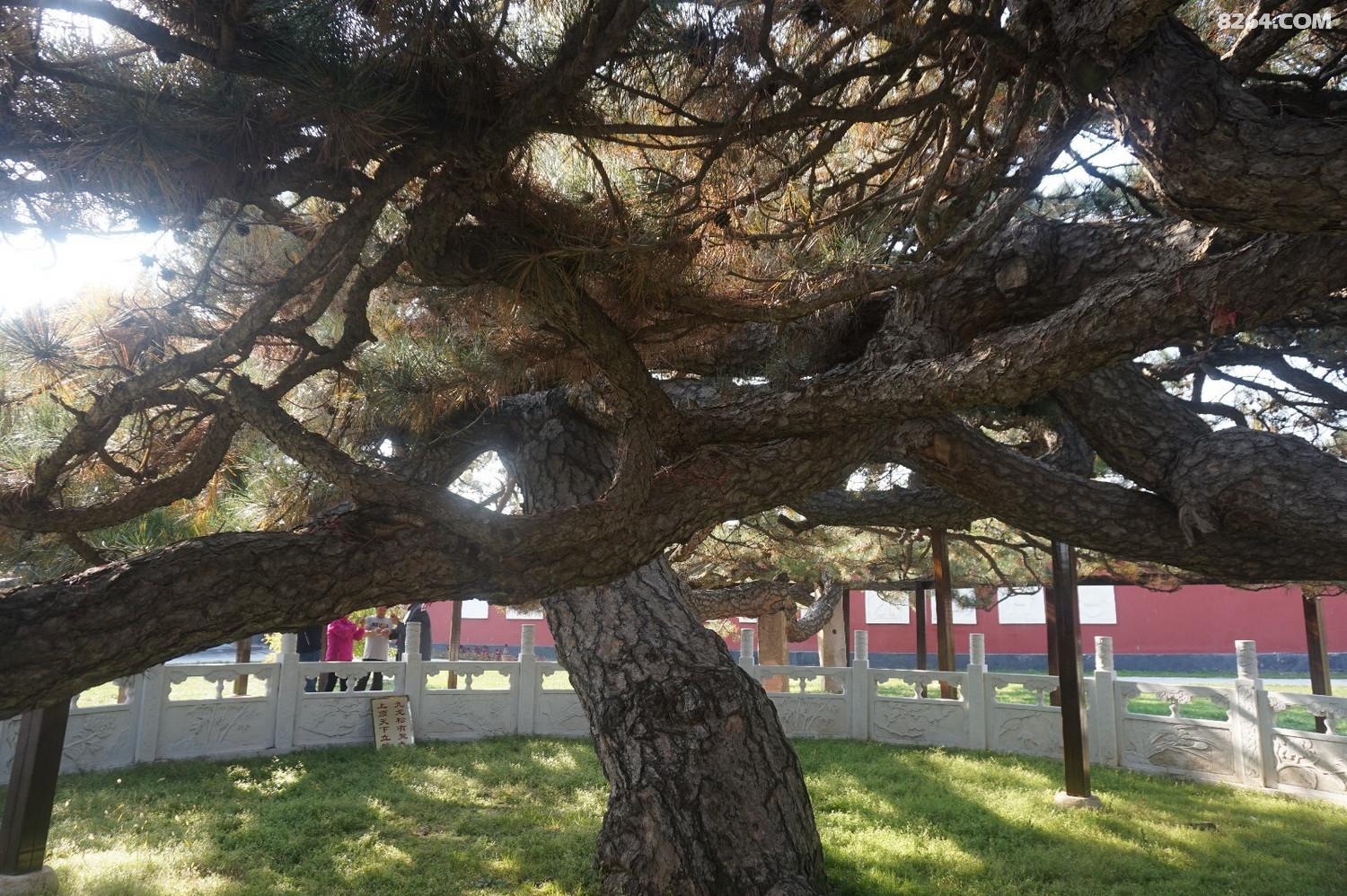 天下第一奇松九龙松