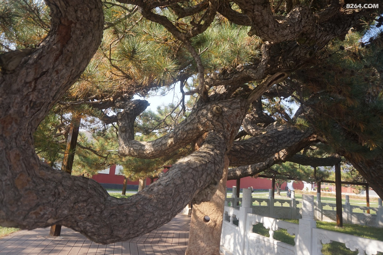 天下第一奇松九龙松