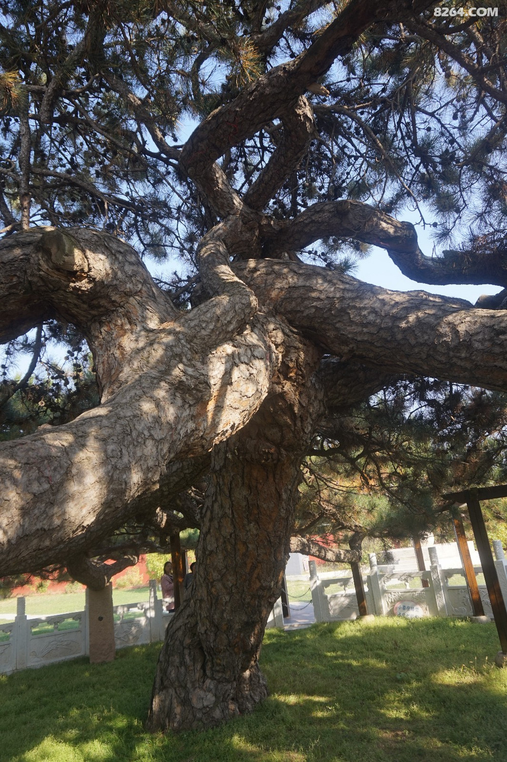 天下第一奇松九龙松